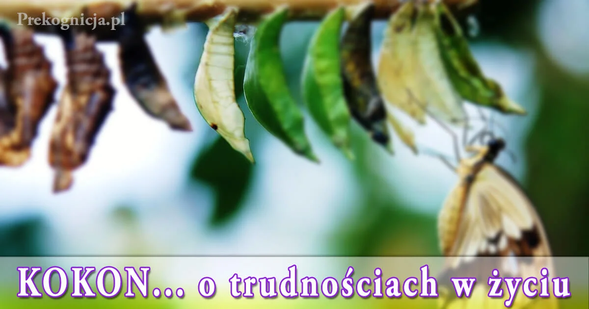 Kokon Motyla - przypowieść o trudnościach w życiu