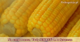 Rolnik i kukurydza: O osiąganiu Sukcesu i relacjach z ludźmi | przypowieść